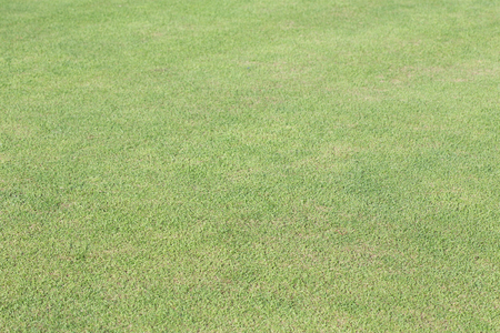 green grass field of sport playing area