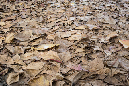 autumn dry leaves fall on the groundの写真素材