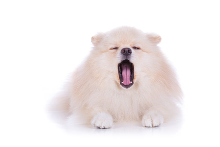 white pomeranian puppy dog isolated on white backgroundの写真素材