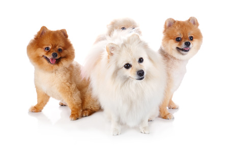 pomeranian dog isolated on white backgroundの写真素材
