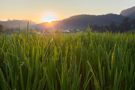 green paddy rice fields of agriculture plantationの写真素材