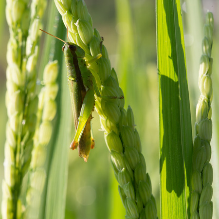 green grasshopper on paddy rice of pest agricultureの写真素材