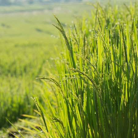 paddy rice fields in the morning of agriculture cultivationの写真素材