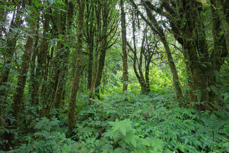 landscape of green jungle with tree rain forest