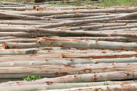 Eucalyptus tree, Pile of wood logs ready for industryの写真素材