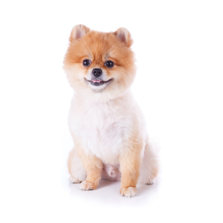 pomeranian dog brown short hair on white backgroundの写真素材