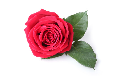 red rose isolated on white backgroundの写真素材