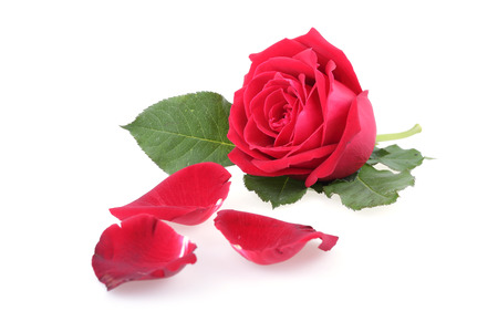 red rose isolated on white backgroundの写真素材