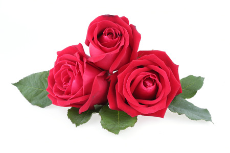 red rose isolated on white backgroundの写真素材