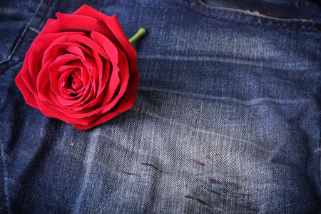 red rose flower on blue jeans denim textureの写真素材