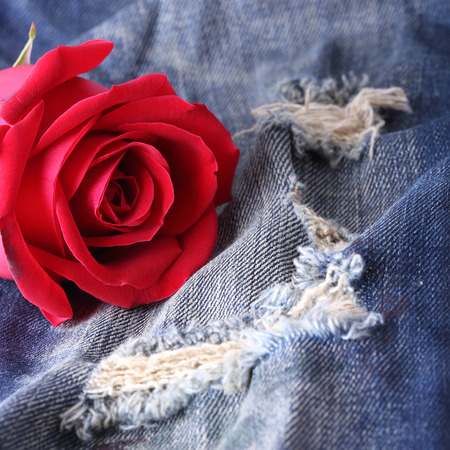 red rose flower on blue jeans denim textureの写真素材