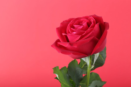 red rose on red backgroundの写真素材
