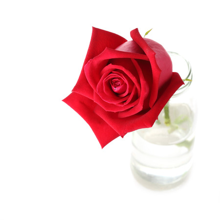 red rose flower in glass vase isolated on white backgroundの写真素材