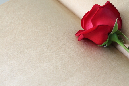 red rose flower on blank paper page for creative your message text hereの写真素材