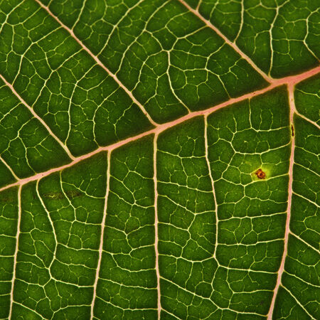 green leaf texture background of poinsettia christmas tree