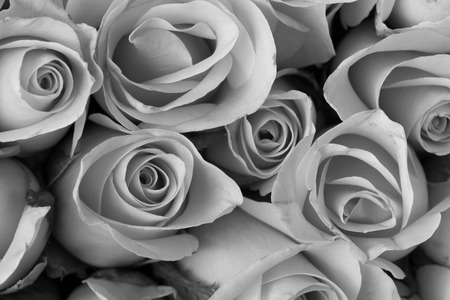 rose flower bouquet, black and white backgroundの写真素材