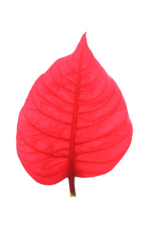 red leaf of poinsettia christmas treeの写真素材