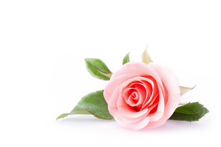 pink rose flower on white backgroundの写真素材