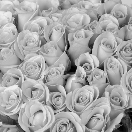 rose flower bouquet, black and white backgroundの写真素材