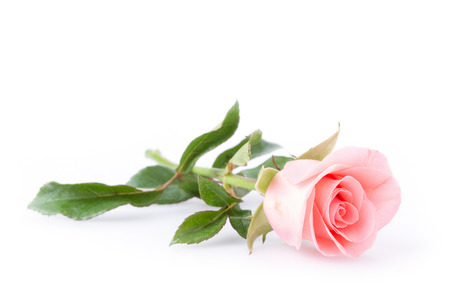 pink rose flower on white backgroundの写真素材