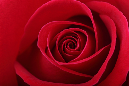 red rose flower backgroundの写真素材
