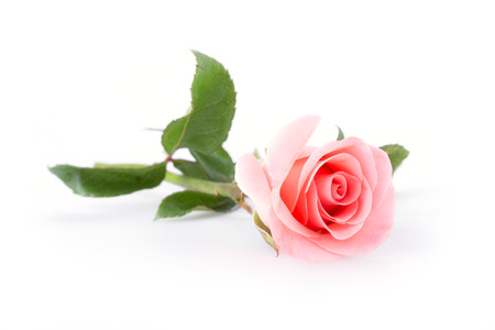 pink rose flower on white backgroundの写真素材