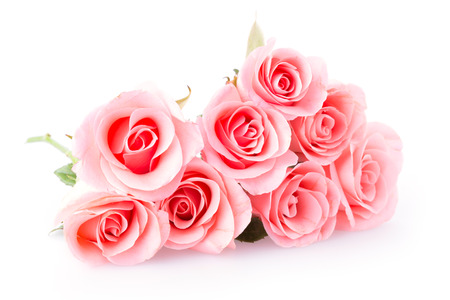 pink rose flower on white backgroundの写真素材