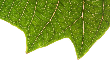 green leaf of poinsettia christmas tree isolated
