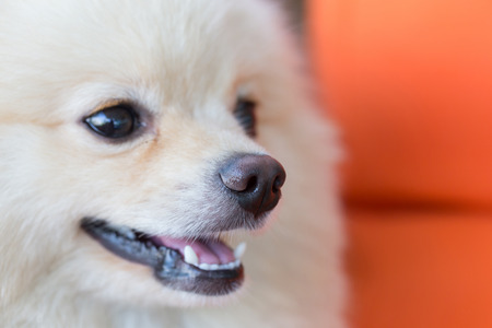 cute pet, closeup nose white pomeranian dogの写真素材