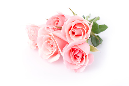 pink rose flower on white backgroundの写真素材