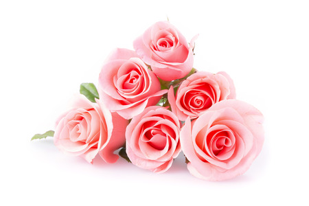 pink rose flower on white backgroundの写真素材