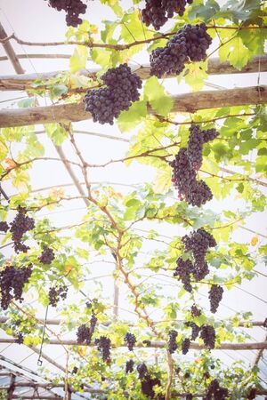 grapes fruit in farm viticulture of agricultureの写真素材