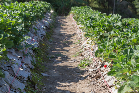 strawberry fruit in field plantation of agricultureの写真素材
