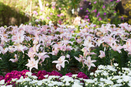beautiful lily flowers blooming in floral gardenの写真素材