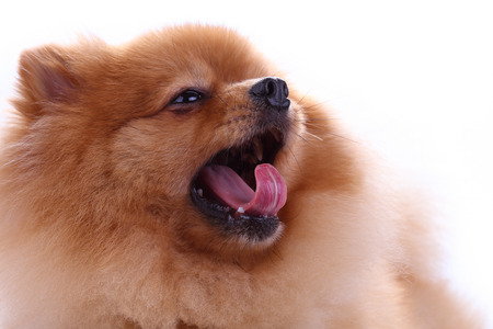 brown pomeranian dog isolated on white background, cute pet in homeの写真素材