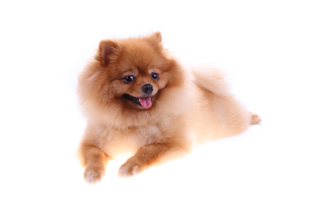 brown pomeranian dog isolated on white background, cute pet in homeの写真素材