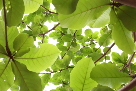 green leaves nature on tree, background of green environmentの写真素材