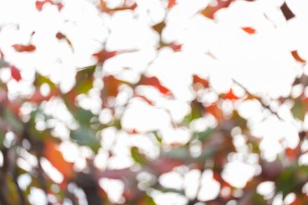 natural background, green and orange leaf of autumn, abstract blurred defocused backgroundの写真素材
