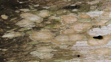 grunge of wood rustic barn plank texture background