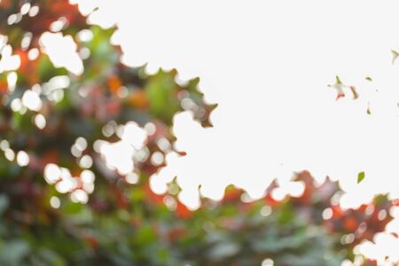 natural background, green and orange leaf of autumn, abstract blurred defocused backgroundの写真素材