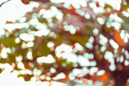 natural background, green and orange leaf of autumn, abstract blurred defocused backgroundの写真素材