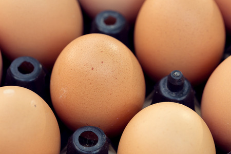 fresh organic eggs from chicken farm agriculture for sale at the market