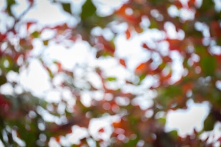 natural background, green and orange leaf of autumn, abstract blurred defocused backgroundの写真素材