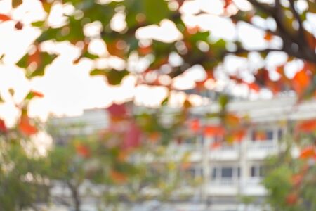 natural background, green and orange leaf of autumn, abstract blurred defocused backgroundの写真素材