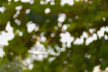 natural background, green and orange leaf of autumn, abstract blurred defocused backgroundの写真素材