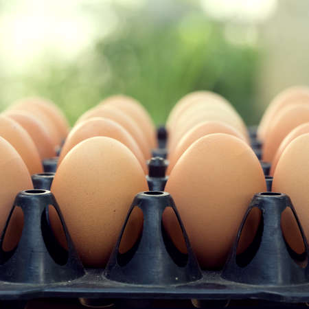 fresh organic eggs from chicken farm agriculture for sale at the marketの写真素材