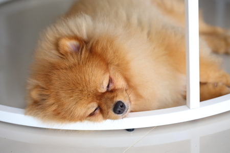 pomeranian dog cute pets sleeping in homeの写真素材