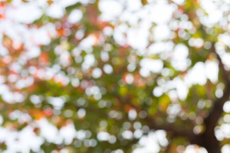 green leaves nature on tree, image blur defocused backgroundの写真素材