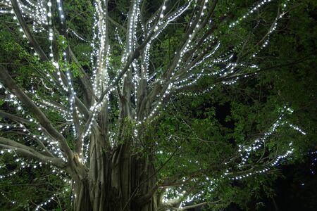 beautiful big tree decorated with glittering lights