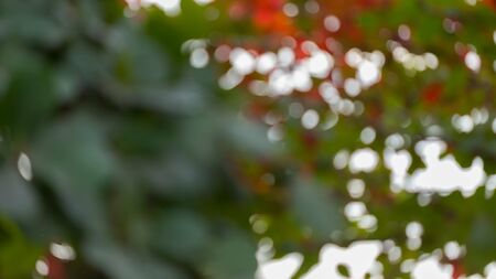 natural background, green and orange leaf of autumn, abstract blurred defocused backgroundの写真素材